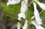 Eastern whiteflower beardtongue